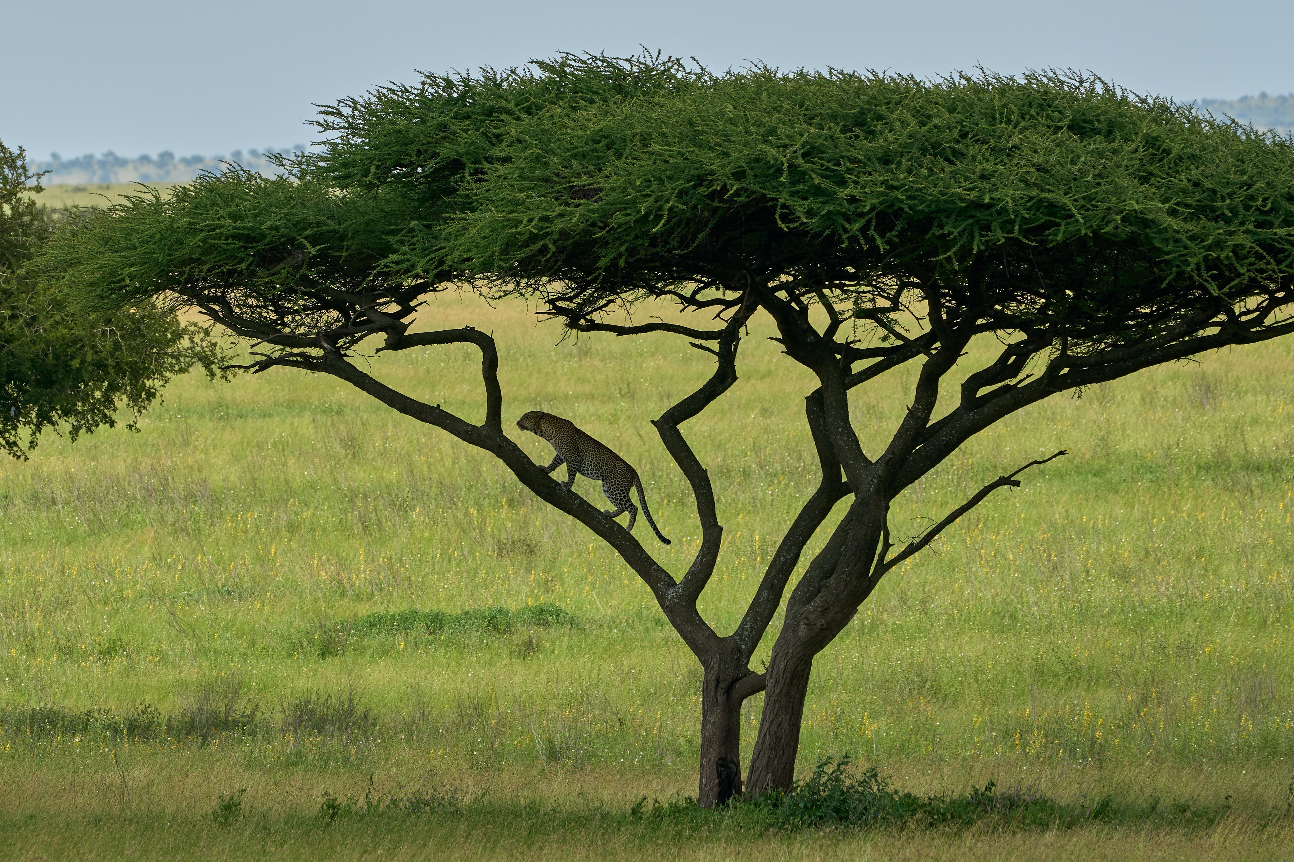 4 Day Tanzania Safari