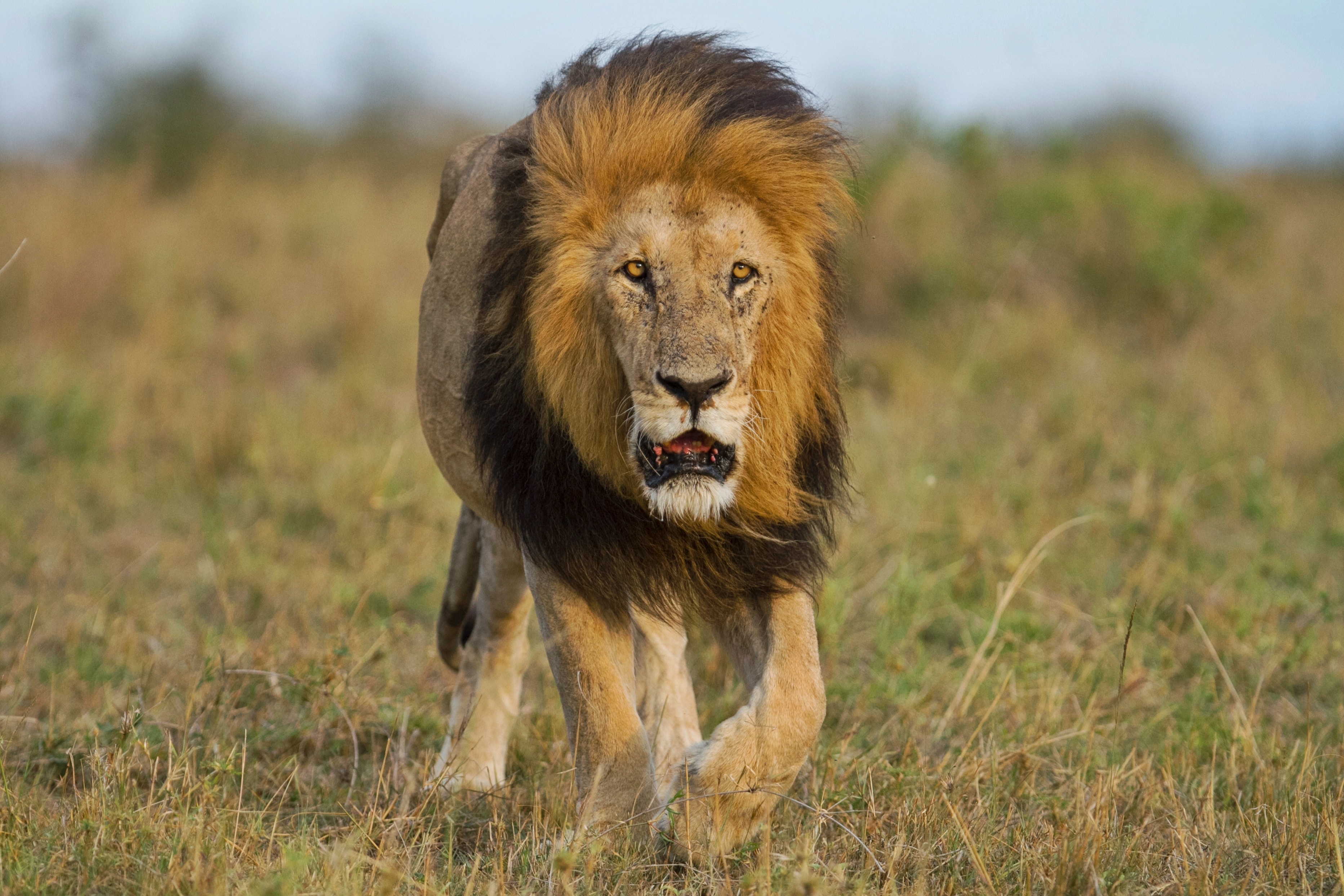 5 Day Tanzania Safari