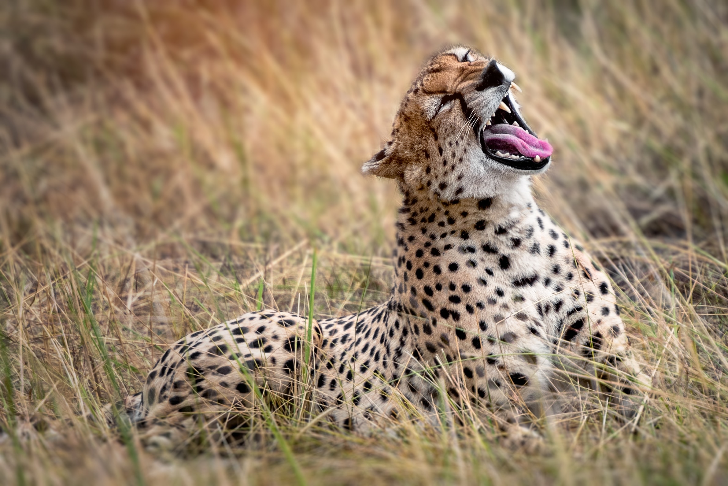 6 Day Tanzania Safari
