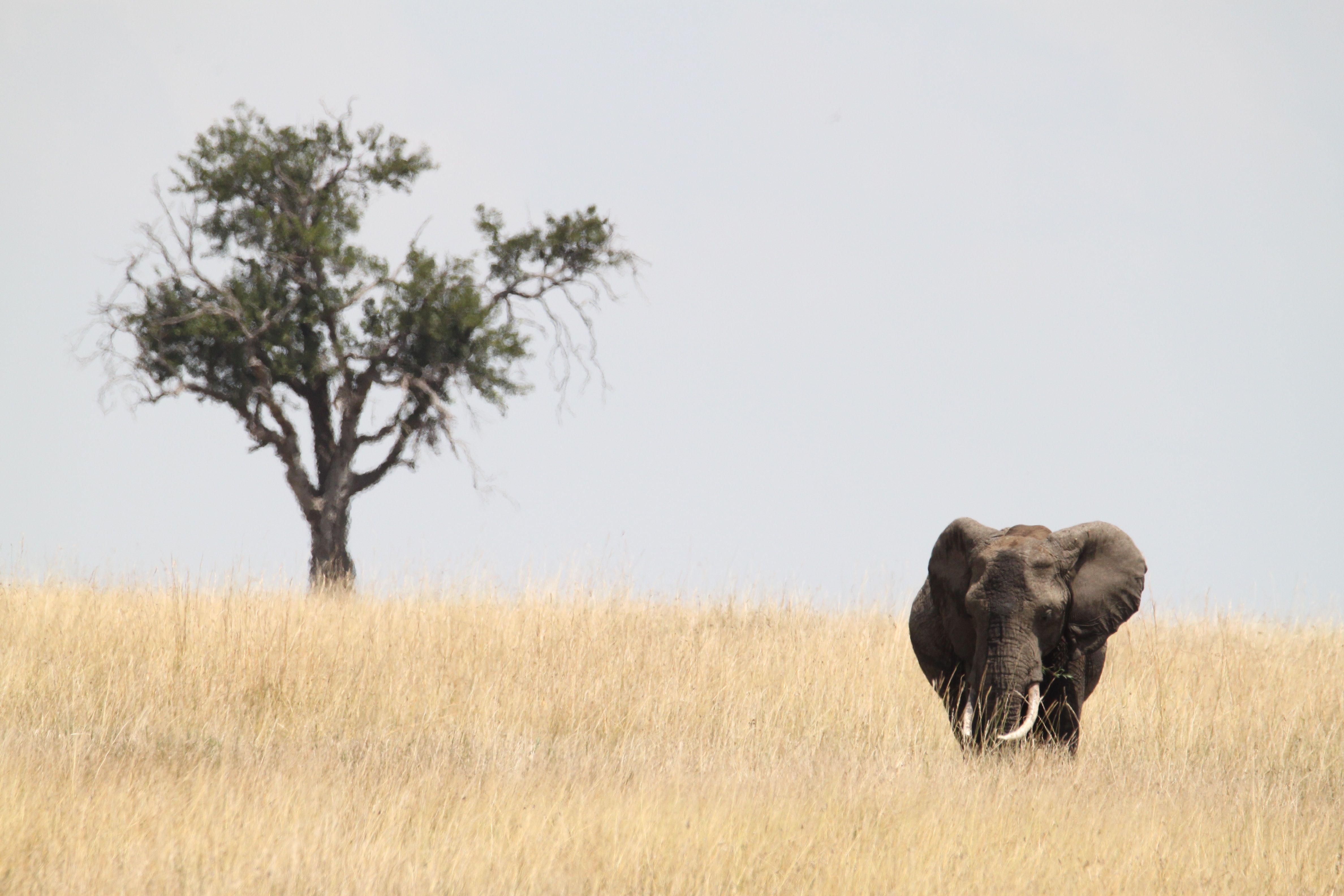 african spotless