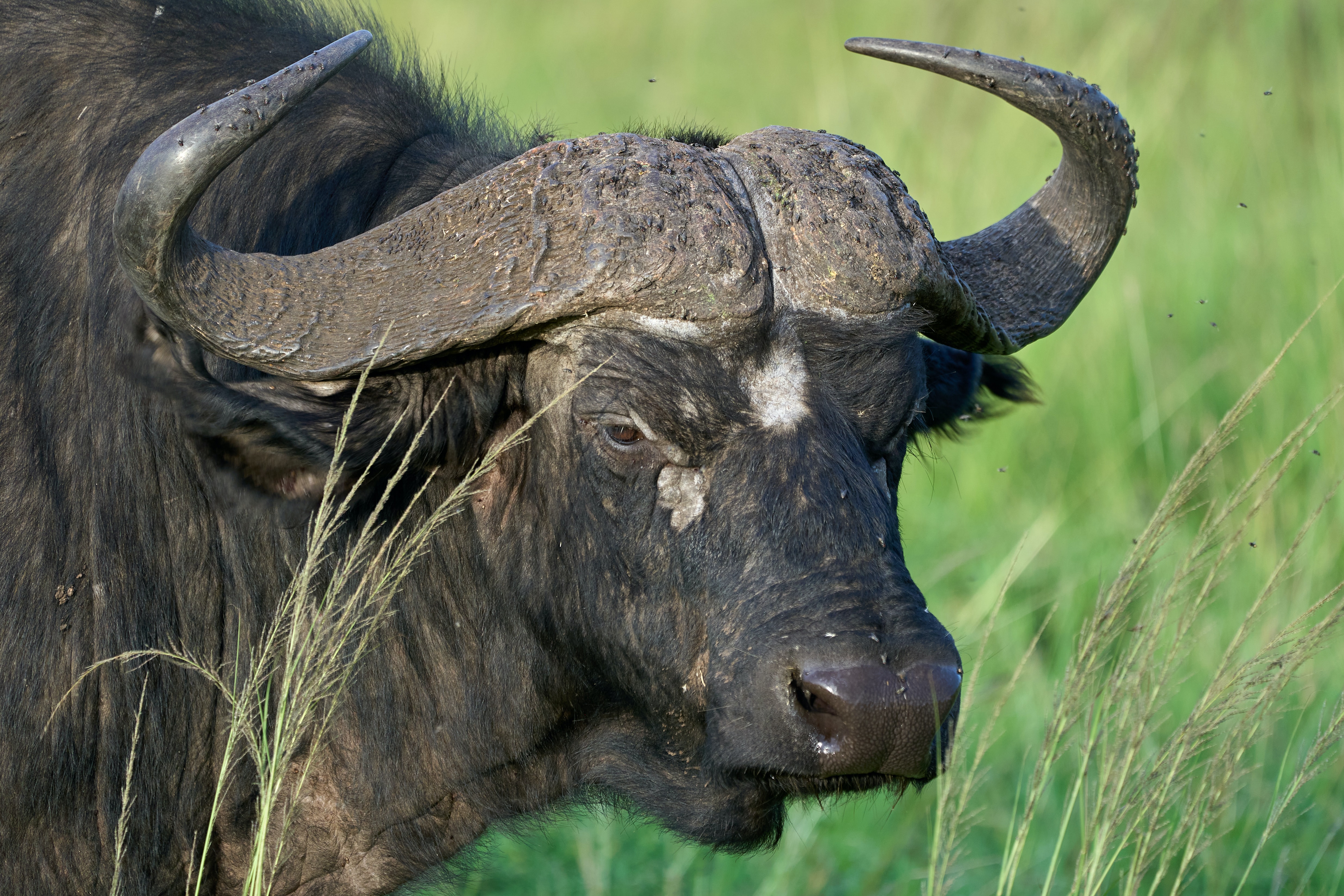 2 Day Tanzania Safari