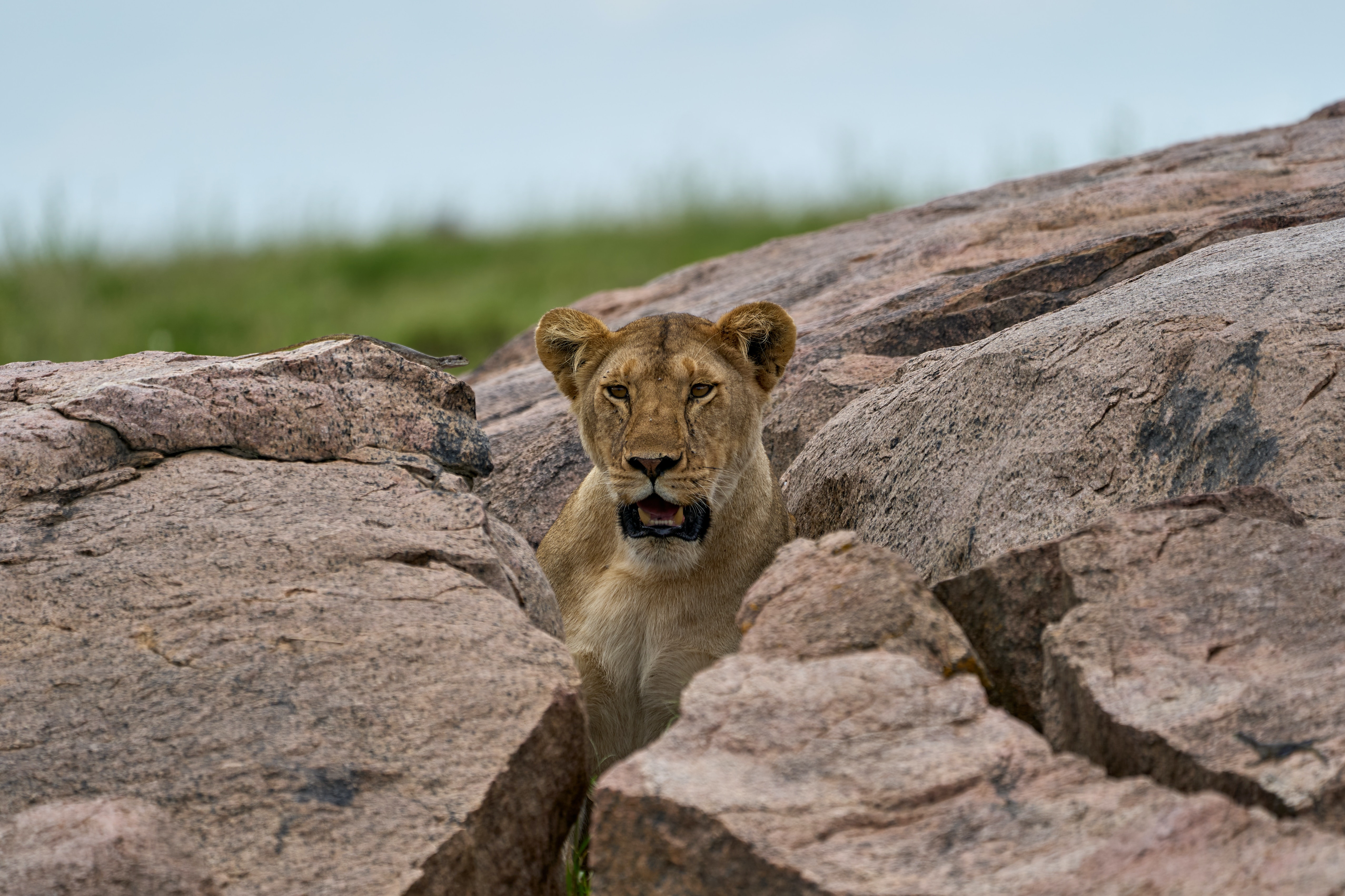 3 Day Tanzania Safari