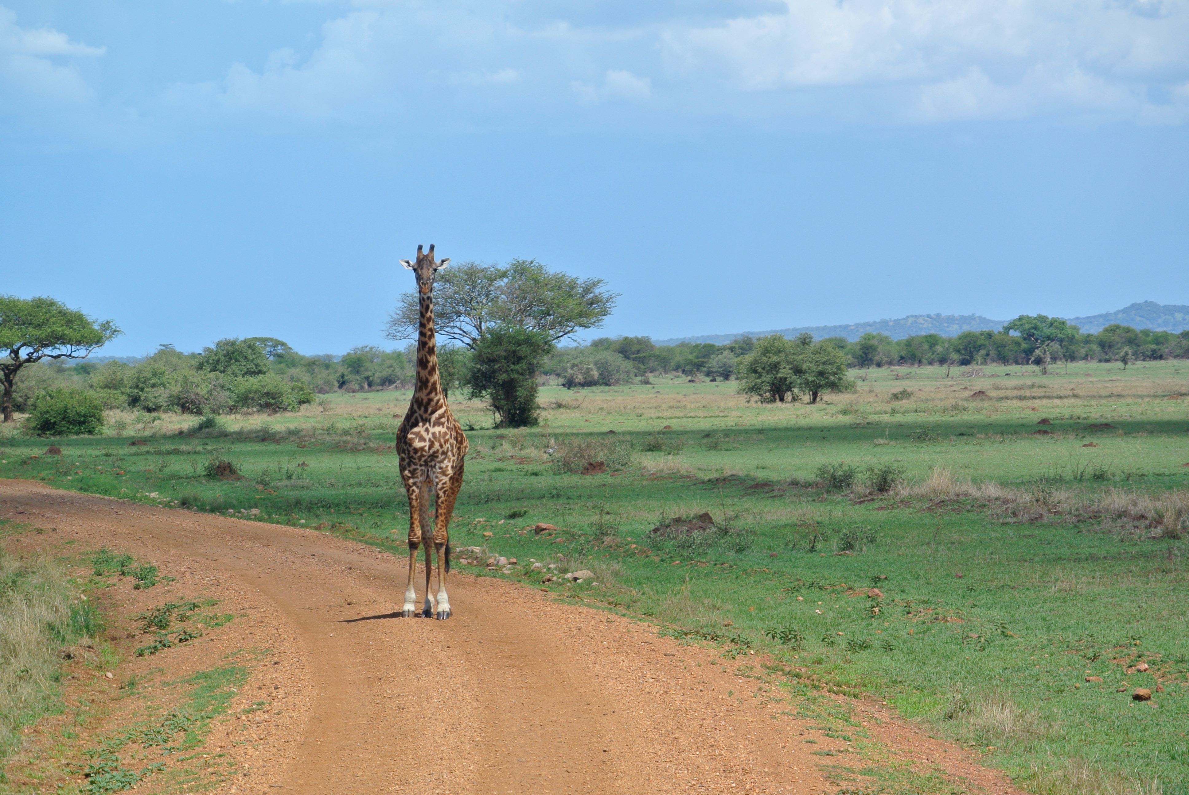 african spotless