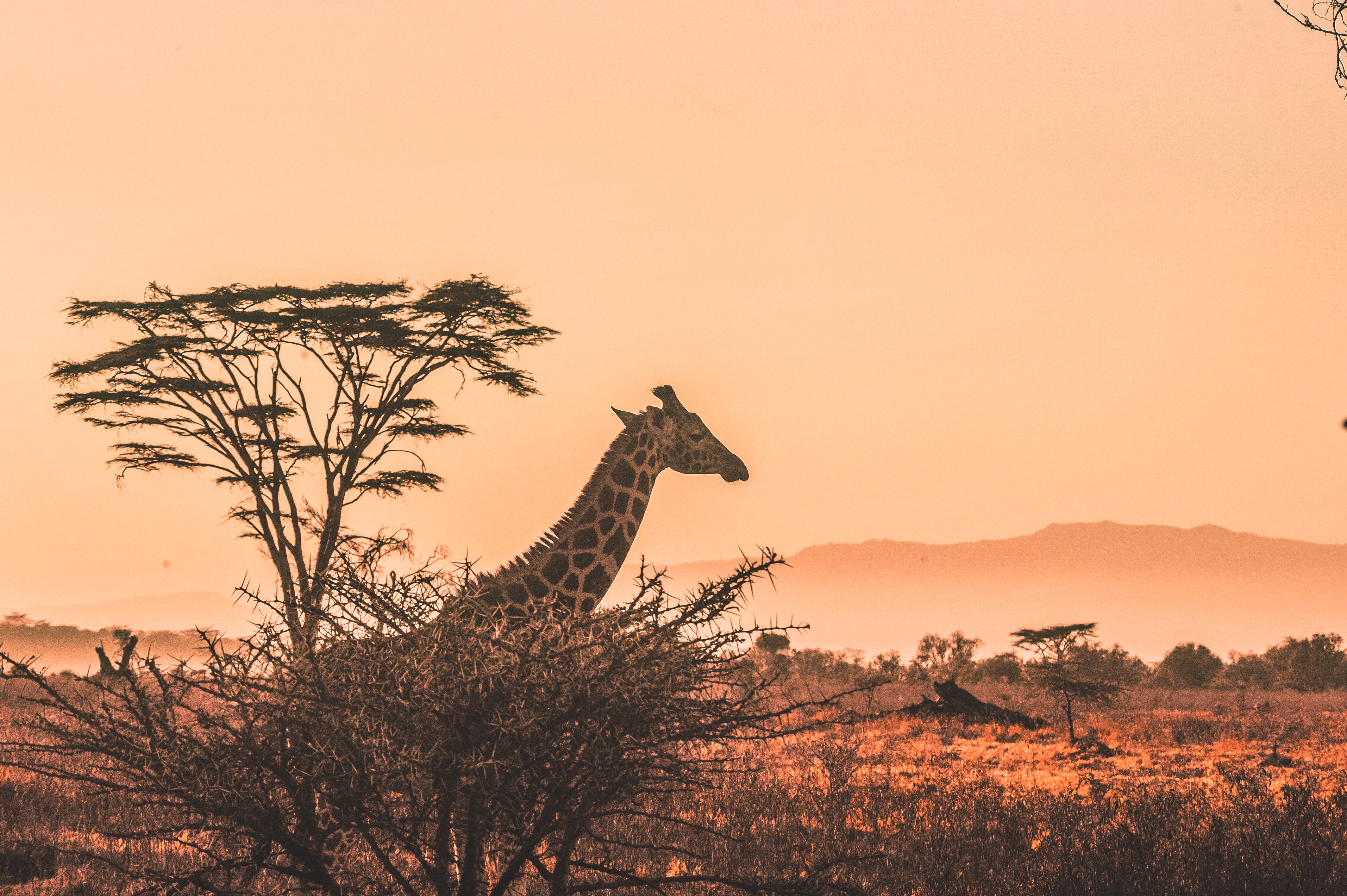3 Day Tanzania Safari