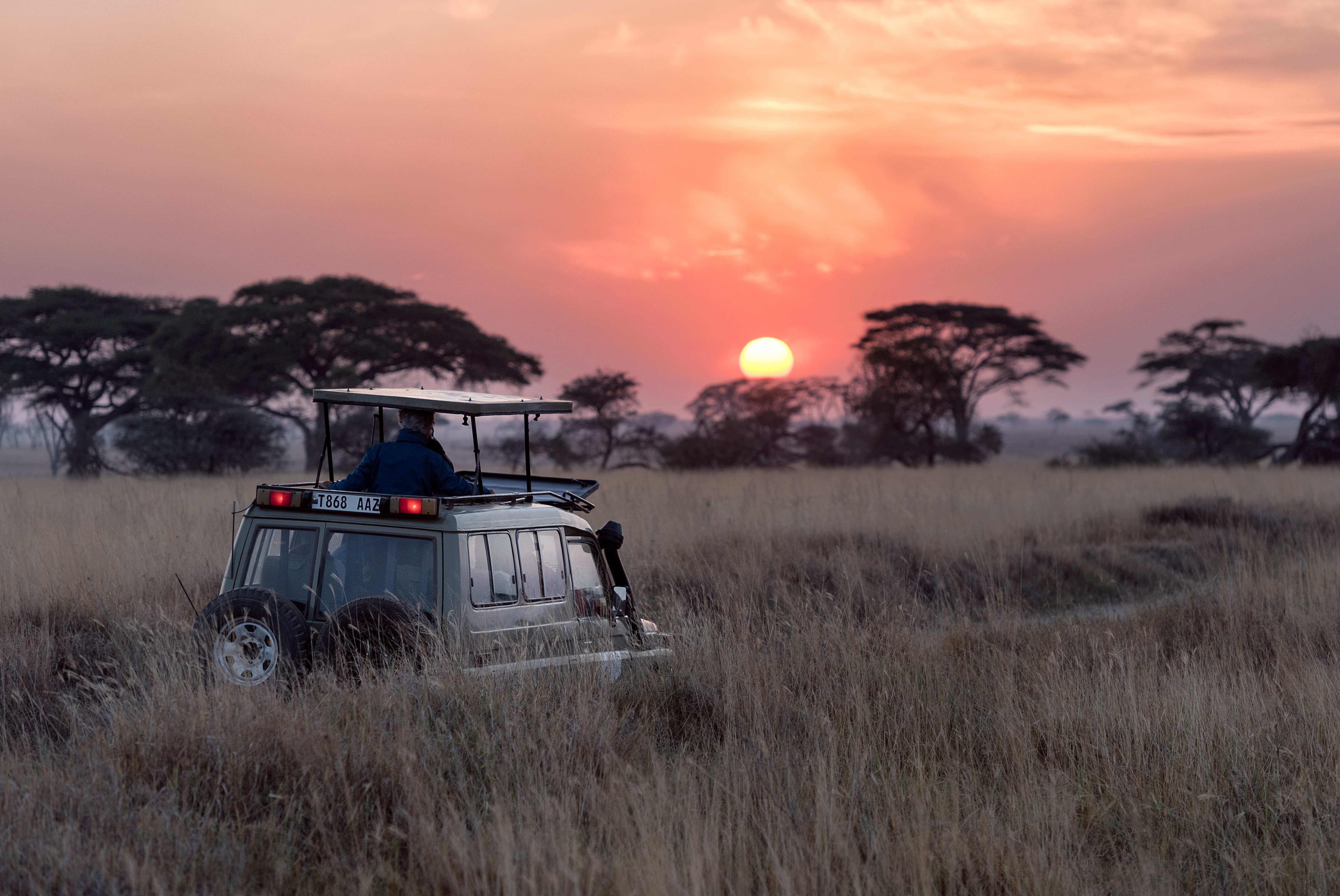 african spotless