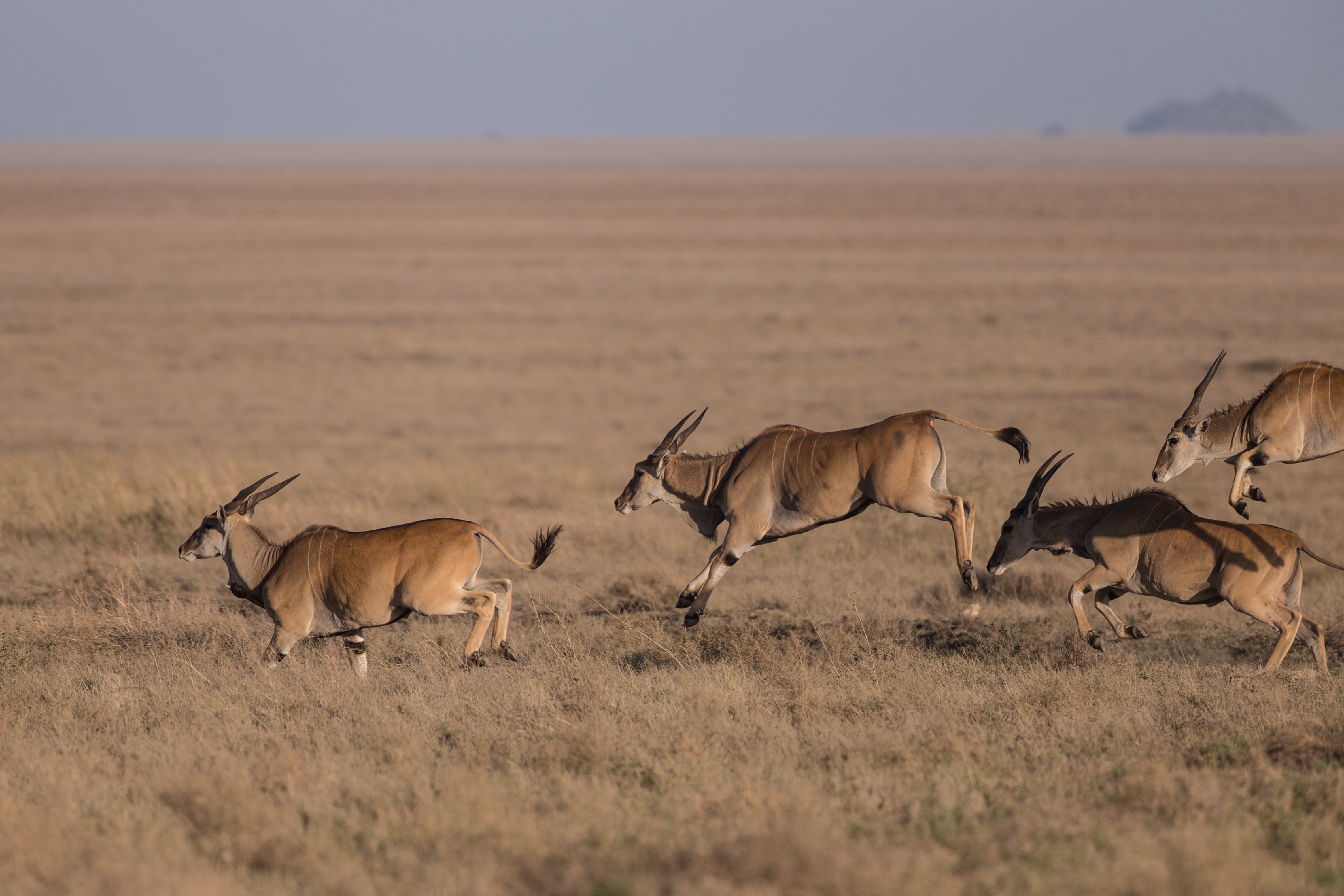 4 Day Tanzania Safari